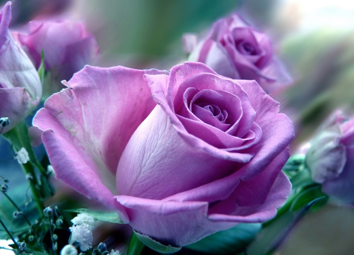 Close-up of purple roses with soft focus background