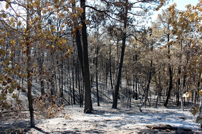 Burned forest in Bastrop State Park, Texas