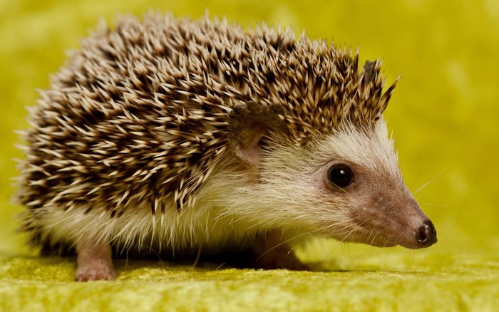 Hedgehog on a yellow background