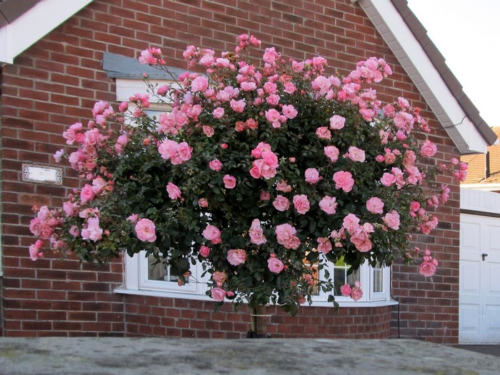 Pink rose tree in front of a brick house