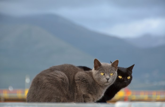 Two cats, one grey and one black, sit outdoors