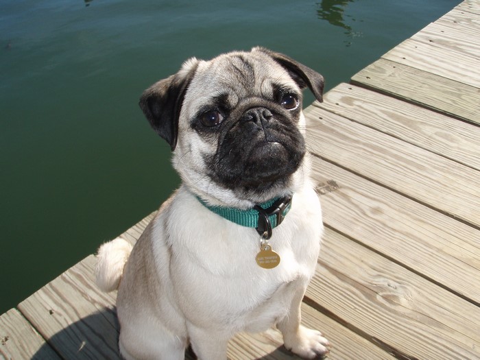 A pug sits on a wooden dock by the water