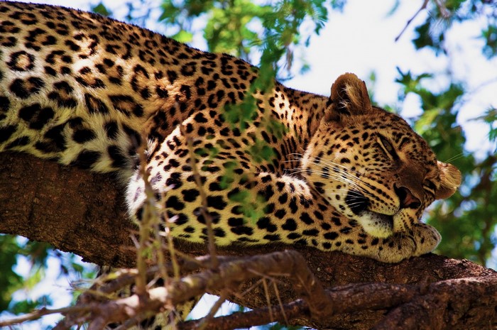 Leopard sleeping on a tree branch