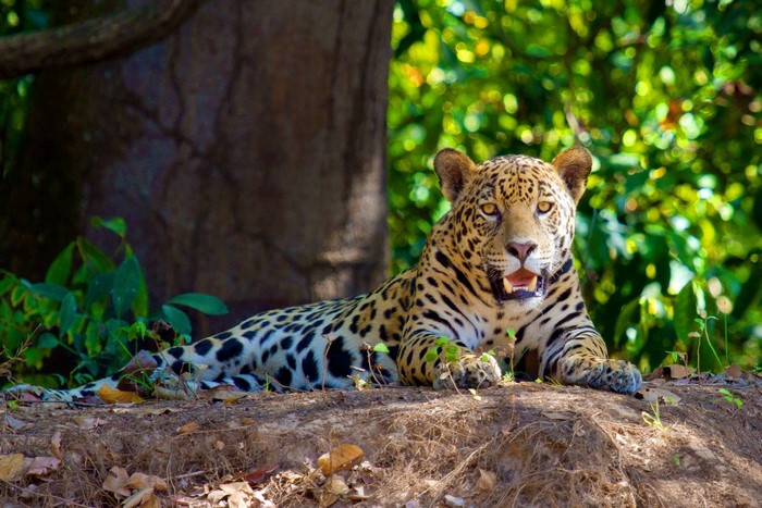 Jaguar lying on the ground in a forest