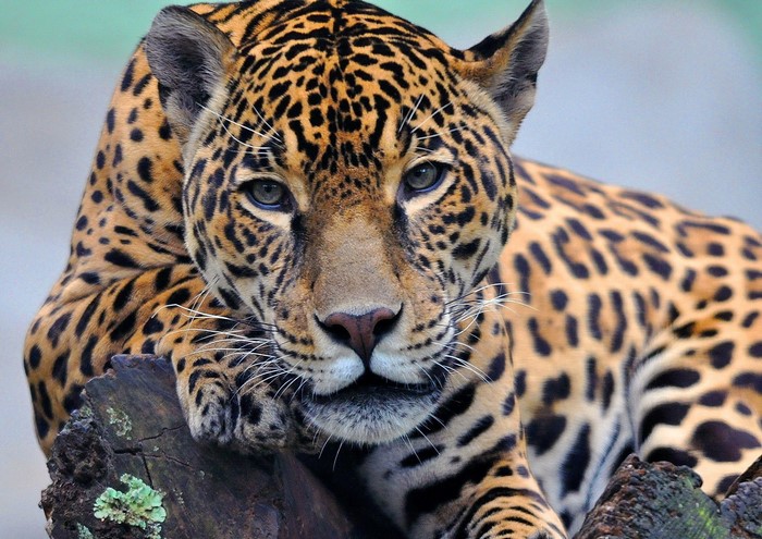 Jaguar resting on a log