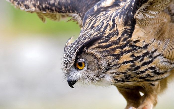 Eurasian Eagle Owl with wings spread