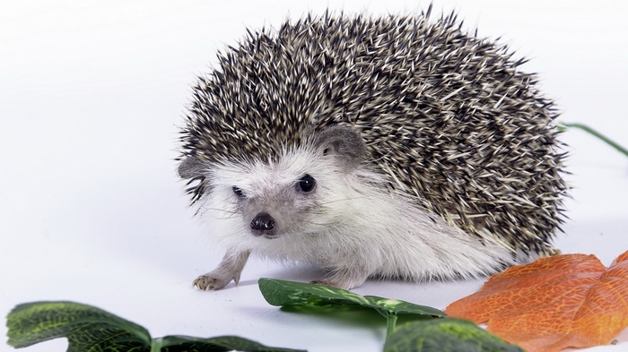Hedgehog with autumn leaves