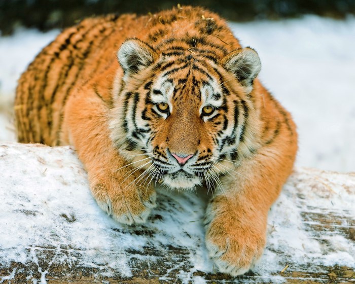 Tiger lying on a snowy log