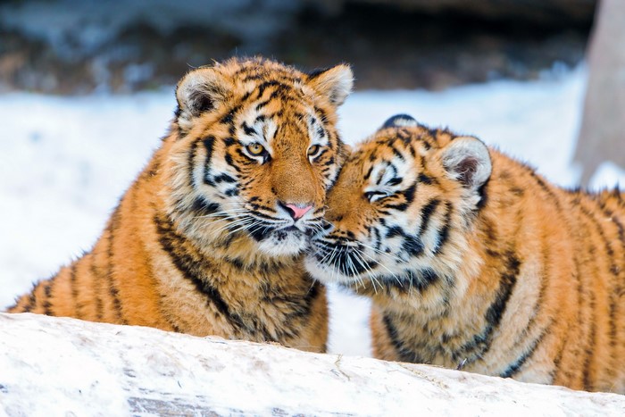 Two young tigers cuddling in the snow
