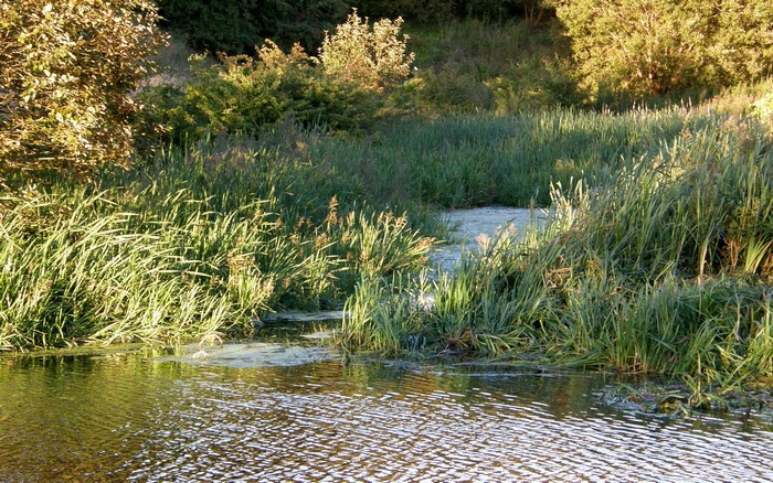 Reeds growing in a river with sunlight