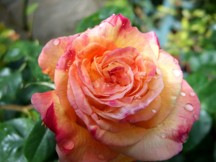 Close-up of a dew-kissed orange and pink rose