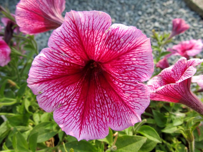 Petunia