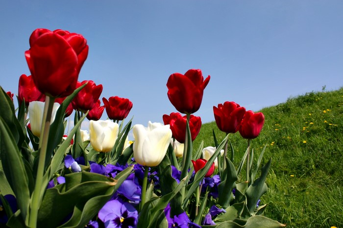 Red and white tulips with purple pansies under a blue sky