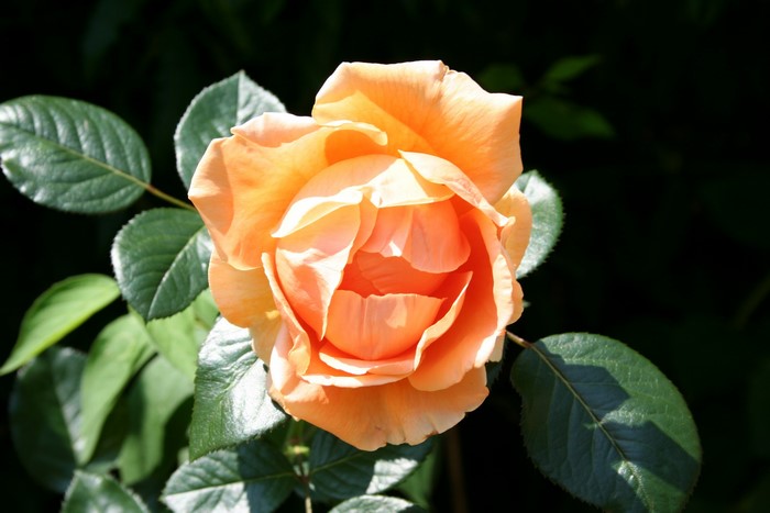 Orange rose with green leaves