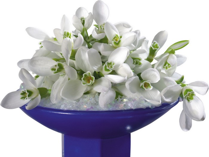 Bouquet of white snowdrops in a blue vase
