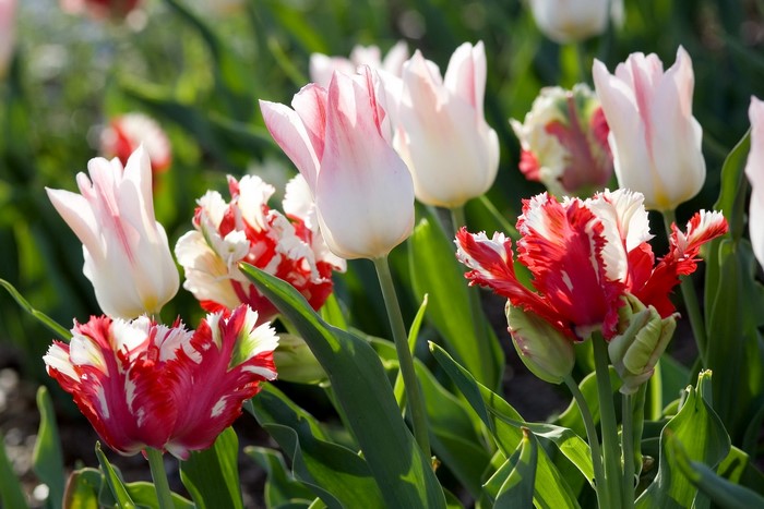 Red and white parrot tulips in a garden