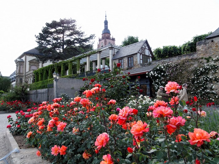 Rose garden with Eltville castle in the background
