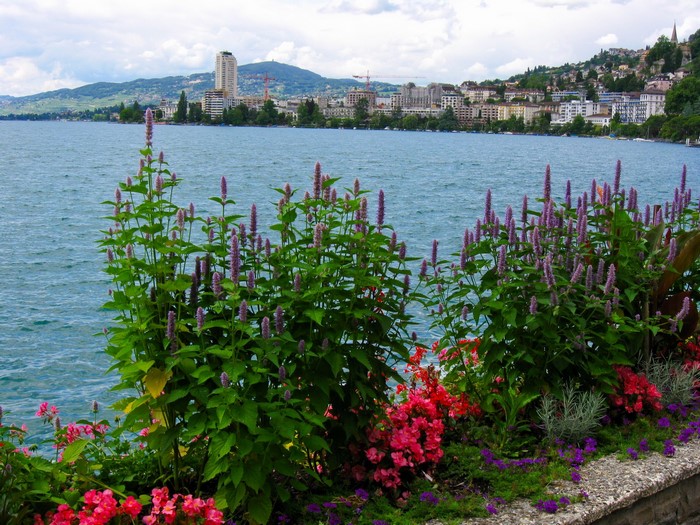Flowers by Lake Geneva, Switzerland