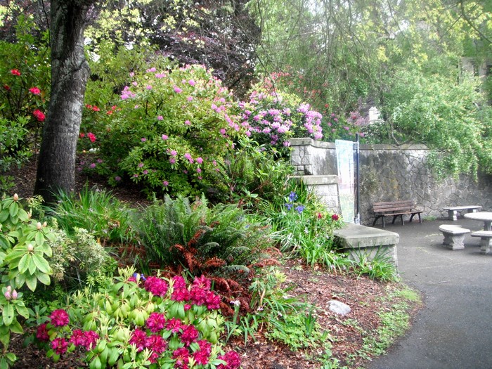 Park with blooming rhododendrons and stone seating
