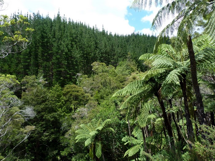 Dense forest with pine trees and ferns