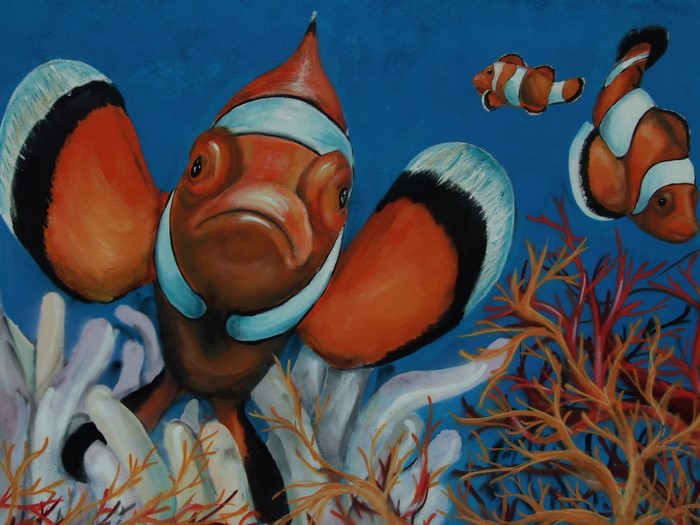Three clownfish swim among coral and anemones