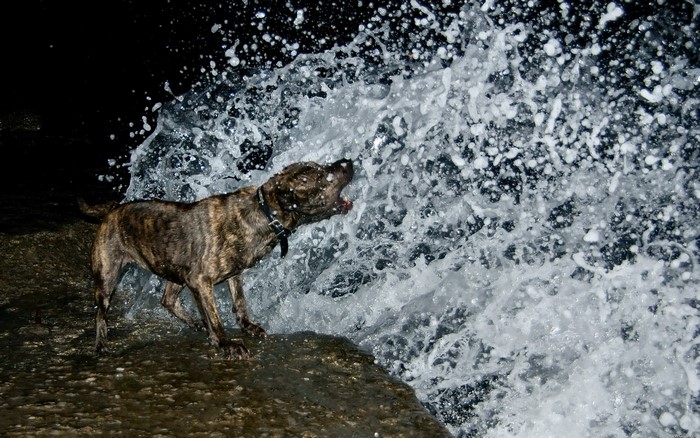 Brindle dog in crashing waves
