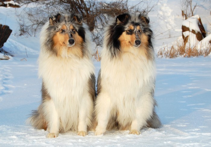 Two Rough Collies sitting in the snow