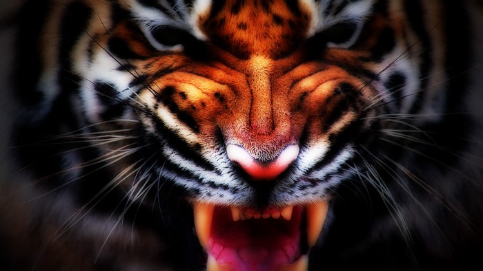 Close-up of a roaring tiger's face