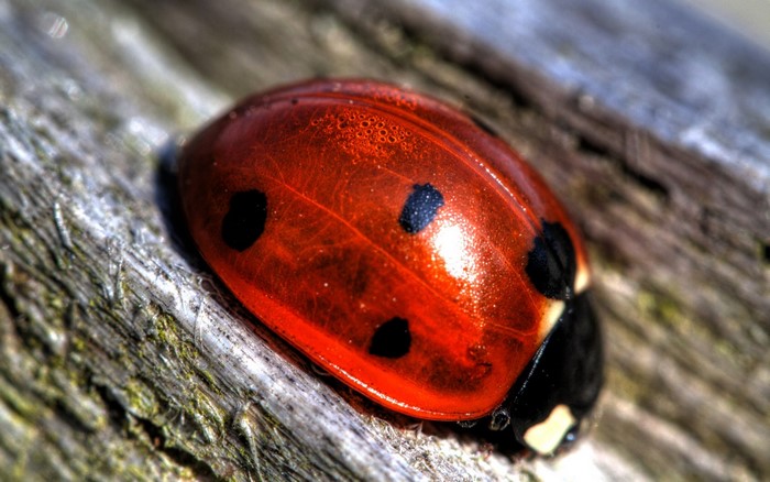 Close-up of a ladybug on weathered wood