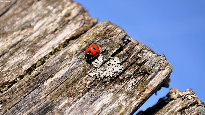 Ladybug on weathered wood against blue sky