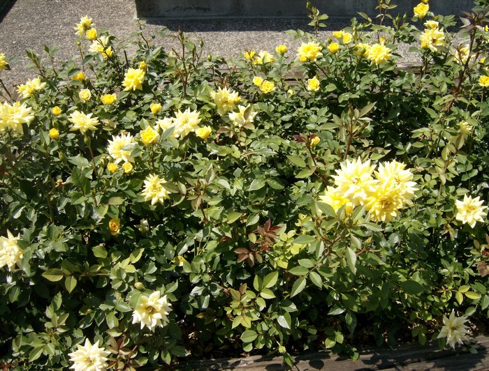 Yellow roses in a garden