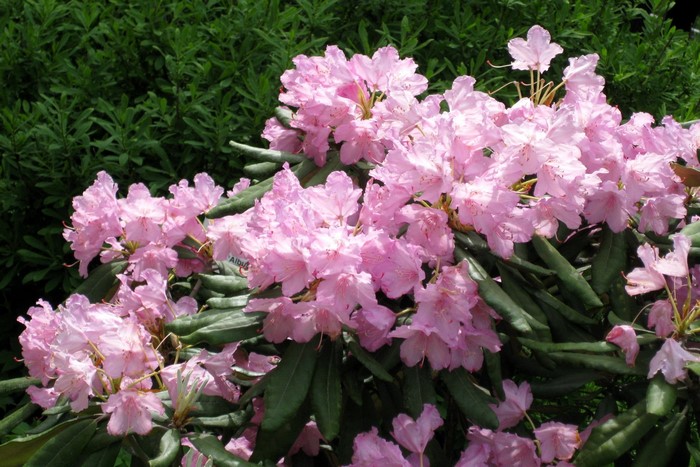 Pink Rhododendron flowers with green foliage