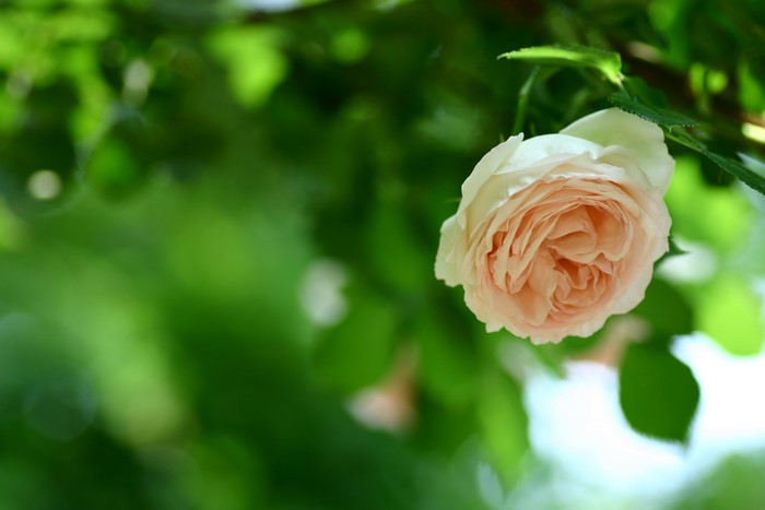 A delicate peach rose blooms amidst lush green foliage.