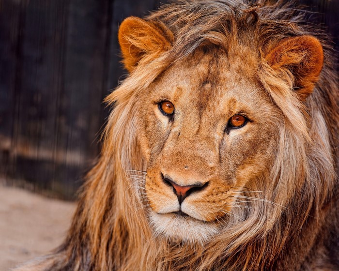 Close-up of a male lion's face