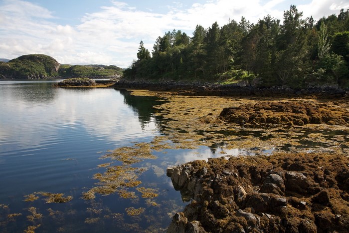 Rocky coastline with trees and calm water