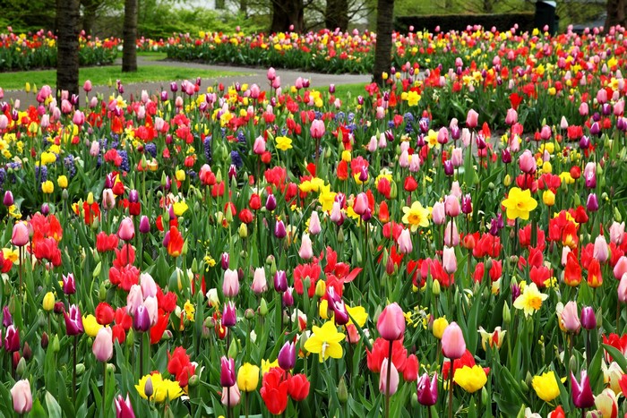 A field of colorful tulips and daffodils in bloom