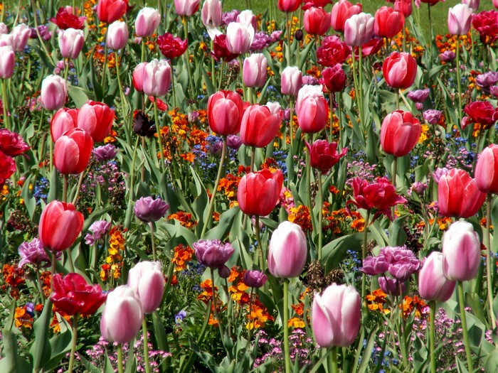 Field of colorful tulips and other flowers