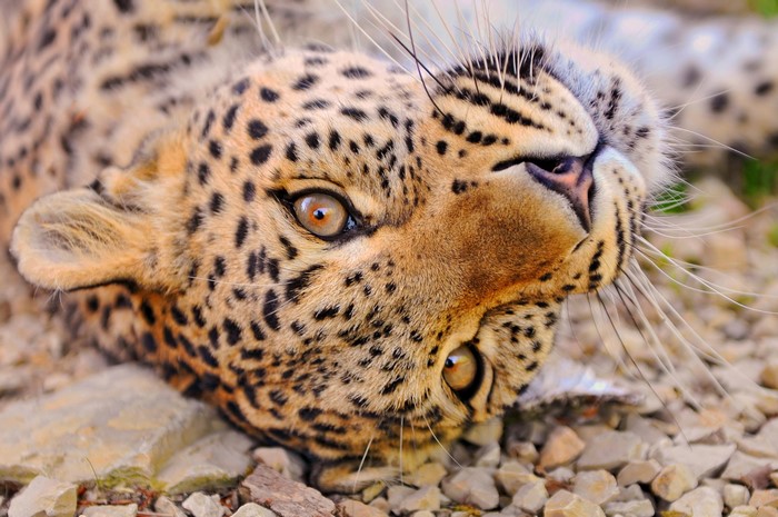 Close-up of a leopard's face