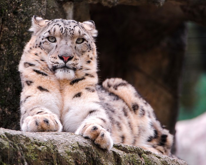 Snow leopard resting on a rock
