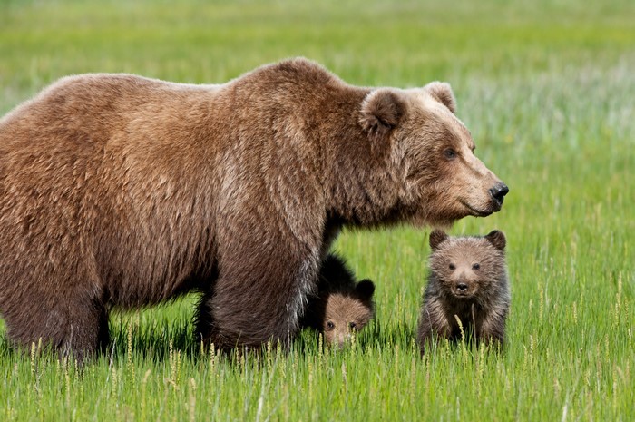 Mother Brown Bear with Cubs in Green Field