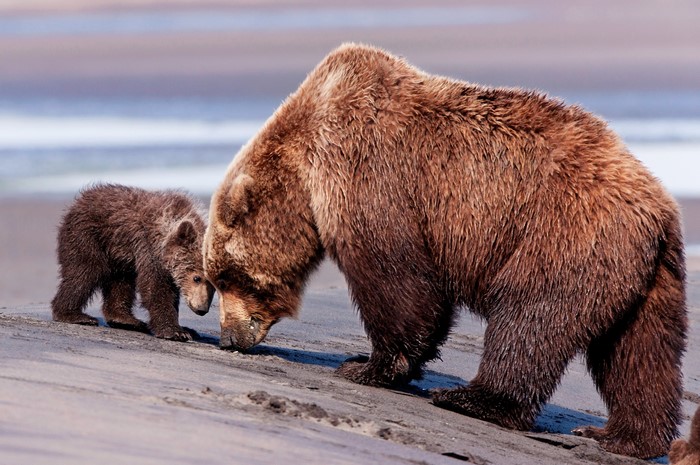 Mother and cub brown bears on a sandy shore
