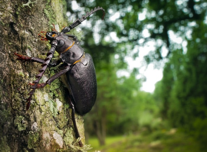 Black beetle with long antennae on a tree trunk