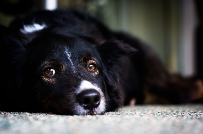 4K Border Collie Dog