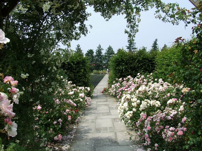 A paved path through a rose garden with manicured hedges