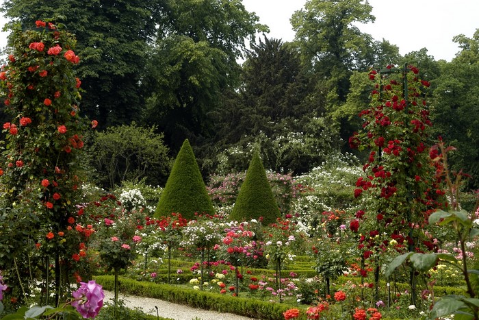 Rose garden with topiary trees in Park Bagatelle, France