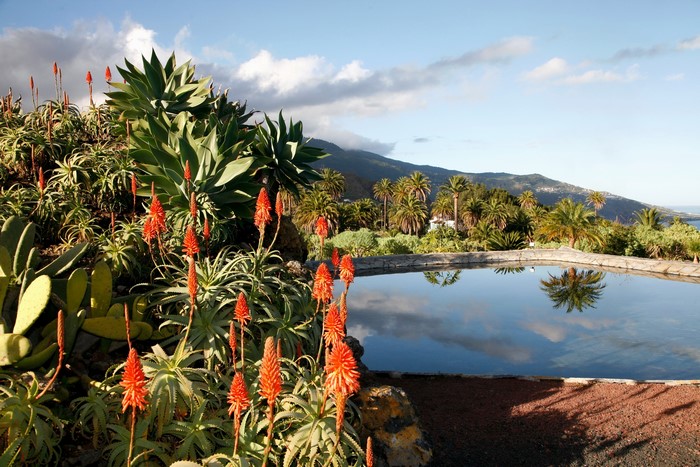 Botanical garden with aloe vera and a pond overlooking mountains