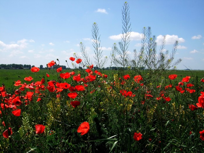 Field of red poppies under a blue sky