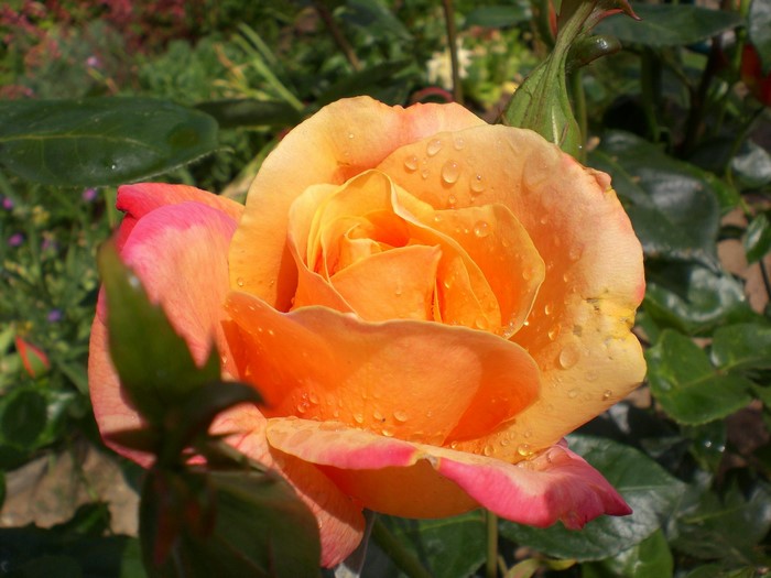 Orange and pink rose with water droplets