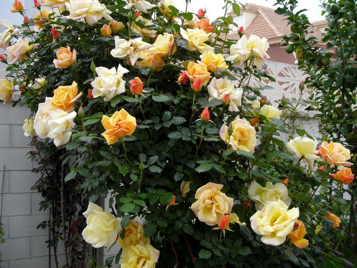 A bush of yellow and orange roses climbing a wall