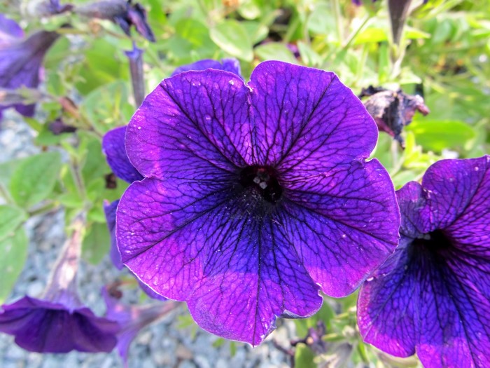 Close-up of a vibrant purple petunia flower